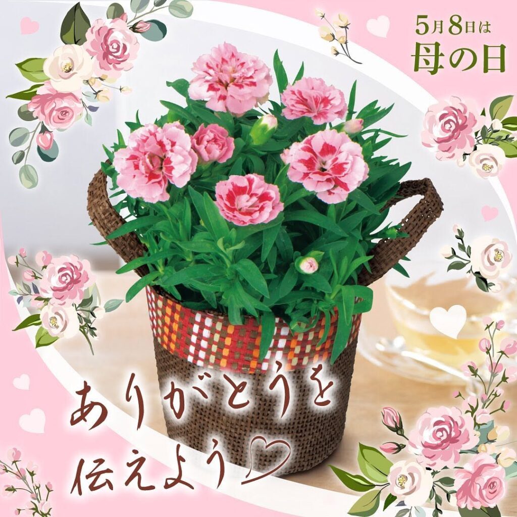 母の日カーネーション