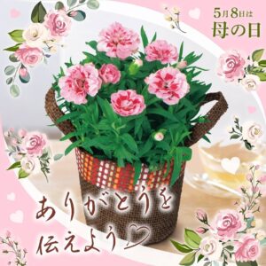 母の日カーネーション セブン-イレブン